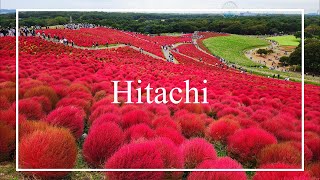 Hitachi Seaside Park Japans Largest Kochia Garden [upl. by Serrell773]