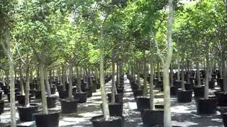 Gumbo Limbo Trees  Bursera simaruba south florida  7862552832  We Deliver [upl. by Rafiq]