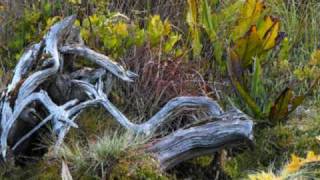 Alert Bay Gator Gardens one of the jewels of the Northwest Coast of Canada [upl. by Ulita]