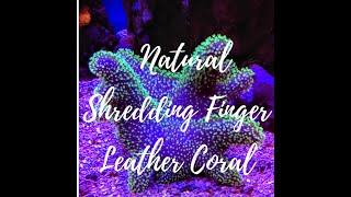 The Toadstool Leather Coral Shedding  Why When and How [upl. by Notxap]