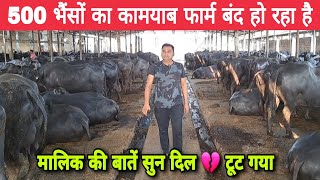 500 भैंसों का बेहतरीन Dairy Farm बंद हो रहा है मालिक की बातें सुन दिल 💔 टूट गया 😭 [upl. by Chor]