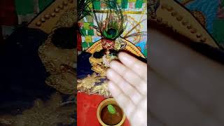 Rasna Radhe Radhe bolmereladdugopalormain shyam [upl. by Izawa]