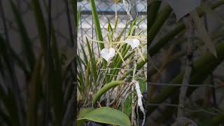 Brassavola cordata [upl. by Mesics993]