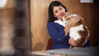 Vetsulin® Administration Video – Feline cat Diabetes [upl. by Oniskey653]