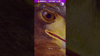 Eagle ⚠️ VS Rat 😱⁉️ shorts animals [upl. by Einnek]