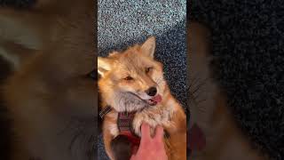 Aggressive Fox Gets Aggressive Skritches [upl. by Nomead]