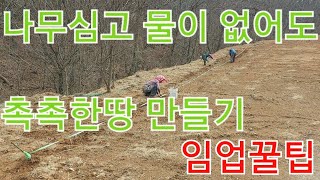 세종시 가맹점 엄나무 묘목식재 나무 묘목심고 물을주기 싫다면 얼어있던 땅을 활용 상황에따라 현실적 나무심기 노하우 귀산촌 귀농 귀촌 성공하려면 고정관념 버리고 현실 임업경영 [upl. by Thisbee]