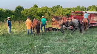 Loading a lassoed heifer onto a trailer without a corral in Bath county Kentucky [upl. by Lonergan]