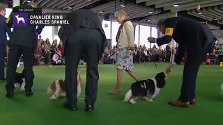 Cavalier King Charles Spaniels part 2  Breed Judging 2019 [upl. by Garratt360]