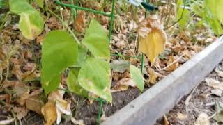 Harvesting pinto beans [upl. by Sanjiv]