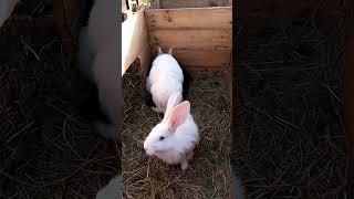 Селипоели rabbitry bunny rabbitfood animals rabbit wildlife кролики farming rabbitfarming [upl. by Mauchi]