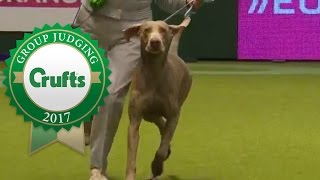 Gundog Group Judging and Presentation  Crufts 2017 [upl. by Magnum56]