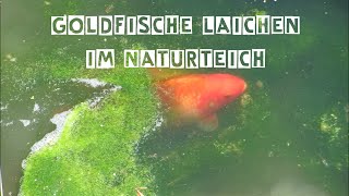 Goldfische laichen im Naturteich [upl. by Mandal]