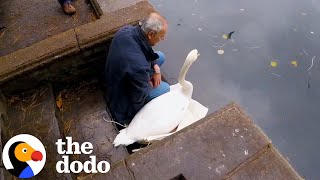 Rescuer Sits With Swan Until Hes Ready to Go  The Dodo [upl. by Eceeryt963]