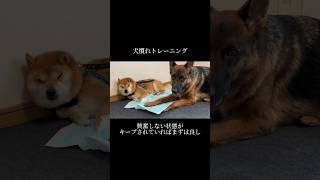 ｢おやつ｣｢体罰｣ 必要ありません。 doglibre ドッグトレーニング 犬のしつけ [upl. by Melar]