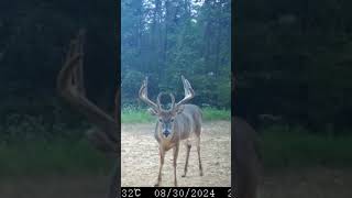 Tennessee 8 point Deer season 2024 [upl. by Eglanteen]