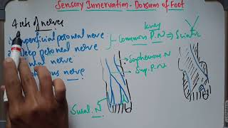 Sensory Innervation of Dorsum of Foot [upl. by Kcirdle]