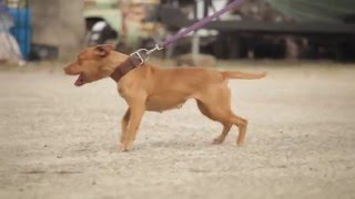 INTERVIEW WITH A GAME AMERICAN PIT BULL TERRIER BREEDER [upl. by Aikkin]