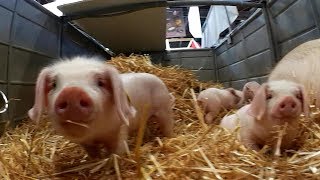 Salon de lAgriculture 2018 Paris version originale [upl. by Gail]