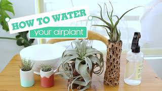 How To Water Your Air Plant Tillandsia 101  Plant Watering Tips [upl. by Elbys]