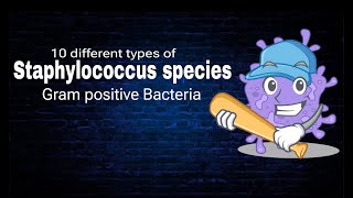 Staphylococcus species  Ten Different types of Staphylococcus  By AbuBakar Med Plus [upl. by Rickert]