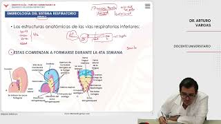 Embriología Desarrollo del sistema respiratorio Embriología del sistema respiratorio [upl. by Parlin]