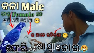 ପାରା ଉଡ଼ି ଗଲା 😭  Kabutar Ghar Se Chala Gaya 🥺 Odisha Pigeon Farm  Odia pet vlog [upl. by Nylrebma]