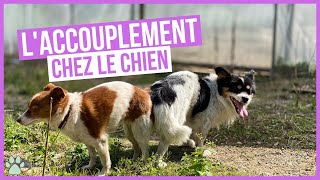 Comment fonctionne laccouplement chez les chiens [upl. by Anovad]