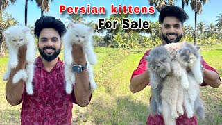 Persian Cats For Sale  Persian Cat baby  Persian Cat  persian cat price in india  cats for life [upl. by Yahsat74]