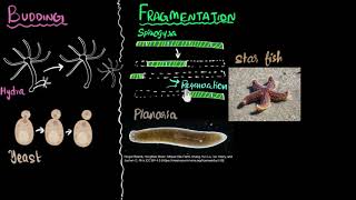 Budding spores fragmentation amp regeneration  How do organisms reproduce  Biology  Khan Academy [upl. by Bibi]