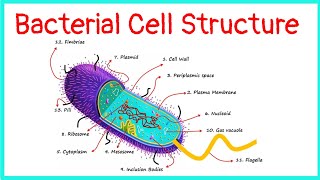 Bacterial Cell  Structure  Functions [upl. by Ylenats]