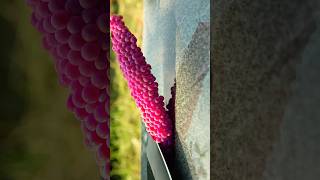 Surprised when apple snail eggs are purple satisfying relaxing shorts [upl. by Niatsirt]