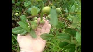 colhendo fruta gabirova guavira ou gabiroba gigante [upl. by Staley]