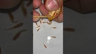 Malawi auratus cichlid fish gives birth to 28 baby fish 😍💪👍🙏 fish dolphin [upl. by Wiskind660]