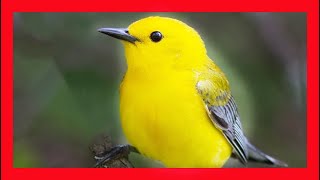 Prothonotary Warbler Song Prothonotary Warbler Call Reinita Cabecidorada CantoProtonotaria Citrea [upl. by Eeliab]