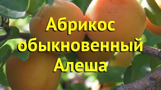 Абрикос обыкновенный Алеша Краткий обзор описание характеристик prunus armeniaca ALESHA [upl. by Longtin233]