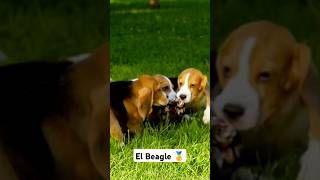 Lo que No SABIAS de los BEAGLES pets cachorro perros tierno historia [upl. by Ibbie]