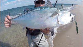 HOT SURF FISHING for False Albacore Oct 2018 [upl. by Kaila]