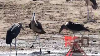 Marabou Stork flying South Africa Wild Life Animal [upl. by Cann]