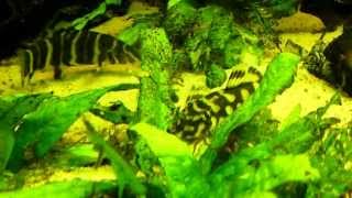 Peckoltia Vittata L015 Candy Striped Pleco [upl. by Yrebmik304]