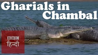 Gharials in Chambal river BBC Hindi [upl. by Haggar521]