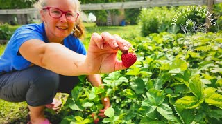 Full Garden TOUR  Early June  Lets Plant More [upl. by Yelruc97]