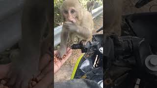 babymonkey cute funnyanimal petreaction youtube love shorts feed happy feel motivation [upl. by Erek736]