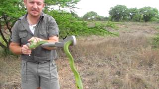 Snakes of the Kruger Park Boomslang [upl. by Letnwahs]