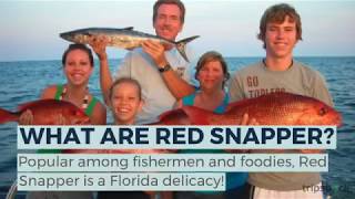 Florida Red Snapper Season Guidelines [upl. by Ruzich]