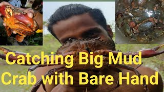 Never Seen Before  Guy Catching Big Mud Crab with Bare Hand  Amazing Video street food [upl. by Anelem347]