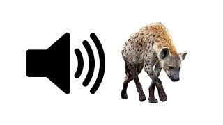 Hyena  Sound Effect  ProSounds [upl. by Ahsyt699]