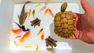 Catch real turtle goldfish tetra betta rancho oranda lemon fish platies eggs cat fish koi [upl. by Randal]