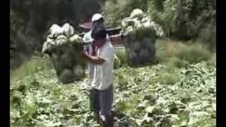 IGOROT Song quotKOMBOYquot kankanaey MTV [upl. by Lebiralc685]