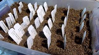 Germinating Clivia Seeds [upl. by Ocnarf72]